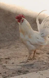 خروس و مرغ