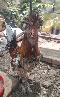 خروس