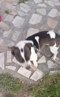 پامر پیتبول تریر