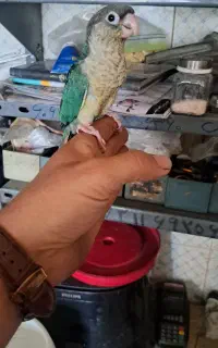 گرینچیک