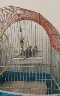 دو عدد مرغ عشق ماده
