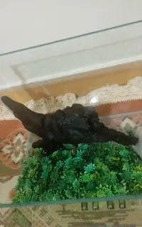 آکواریوم چوب آبنوس