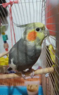 عروس هلندی سخنگو
