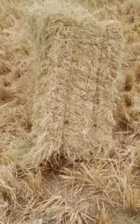 کاه کمیل شالی خشک