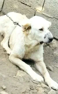 سگ گله ای جونوری صفت