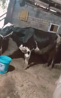 گاو هنیشتال