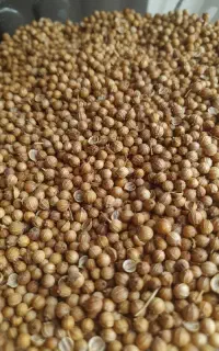 بذرگشنیز  بوجاری شده  تضمینی