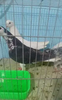 کبوتر