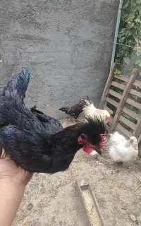 خروس محلی جوان  ،قفس مرغ