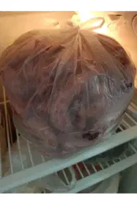 اسکلت مرغ