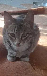 گربه ناز