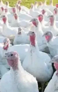 بوقلمون نر بیوتی ۵ماهه بالغ ده کیلو سالم و تمیز