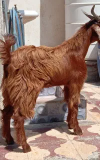 11کهره داشتی