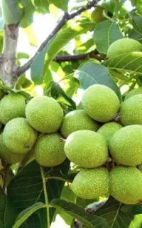 نهال گردو پربار یا شرایط و قیمت استثنایی