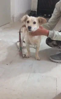 سگ گمشده