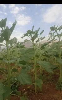 علف خورد کرده