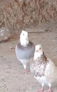 پرنده ارزان
