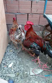 ۲عددخروس جوان ب شرط
