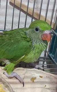 طوطی ملنگو