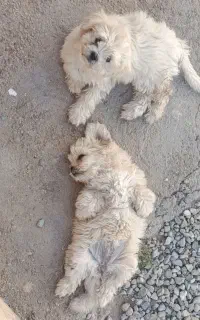 پت خونه گی