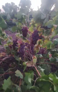 انگور قرمز درشت