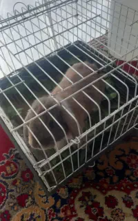 خرگوش