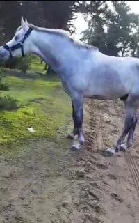 فروش انواع نژاد اسب