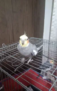عروس هلندی نر