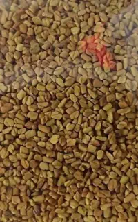 تخم و بذر شنلیلیه