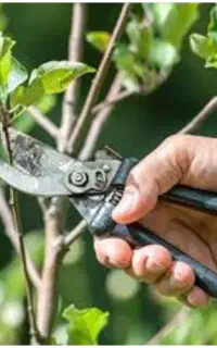کتاب هرسکاری درختان وکود دهی