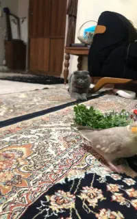 عروس هلندی گم شده پونک عدل