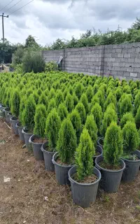 فروش  انواع کامیس گلدان ۱۲ و یاس هلندی قیمت مناسب