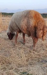 قوچ جوان