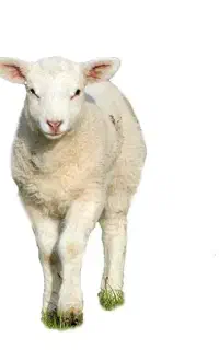 قصاب سیار،ذبح گوسفند