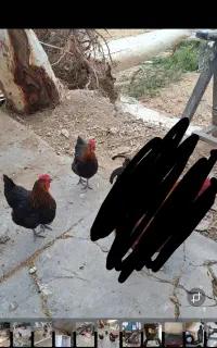فروش ۳مرغ تخم گذار