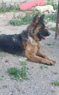 سگ ژرمن شپرد