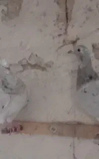 کبوتر هفت رنگ
