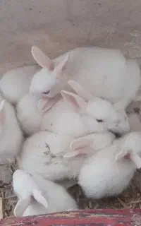 جوجه خرگوش سفید