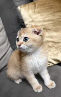 گربه اسکاتیش رنگ گُلد