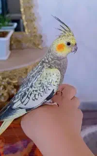 عروس هلندی