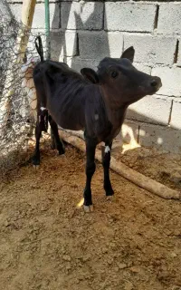 دوعددگوساله ماده نژاددار