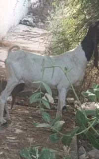 بز ماده وحامله
