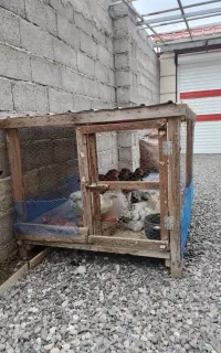 لانه مرغ و خروس