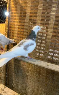 کبوتر جوجه سبز و قاره دم سفید