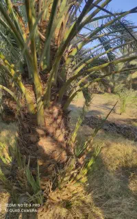 فسیل کلوته رسیده درجه یک