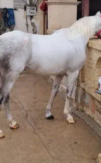 دو راس اسب مادیان عرب خالص ایرانی