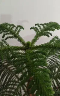 گل کاج مطبخ
