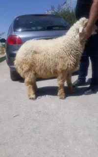 گوسفند چاق زنده