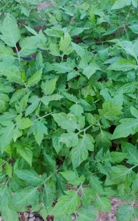 نهال گوجه فرنگی(مدل گرد)