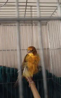 قناری نر رسمی شلاقی